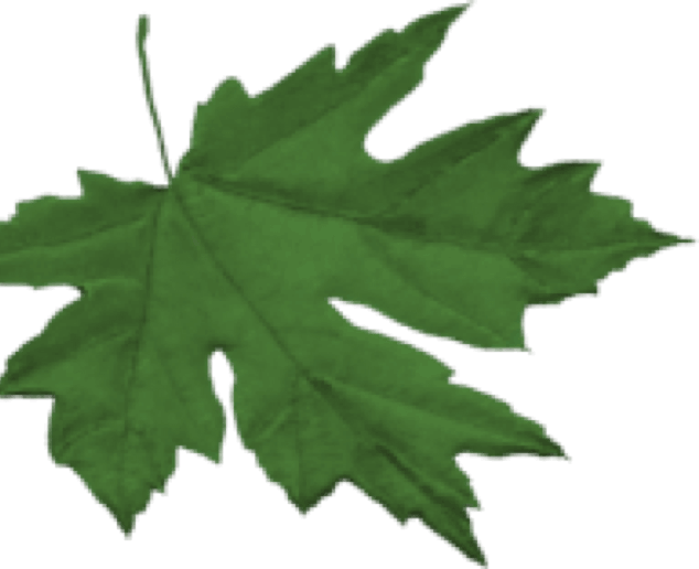 leaf1